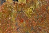 Polished Red/Yellow Petrified Wood (Araucarioxylon) - Arizona #147888-2